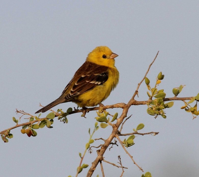 image Sudan Golden Sparrow